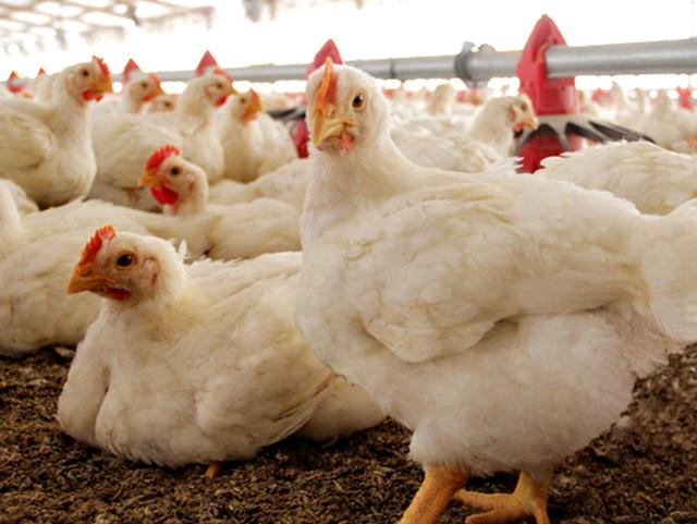 Chicken Facts: The Truth About “Fast-Growing” Chickens - Tyson Foods